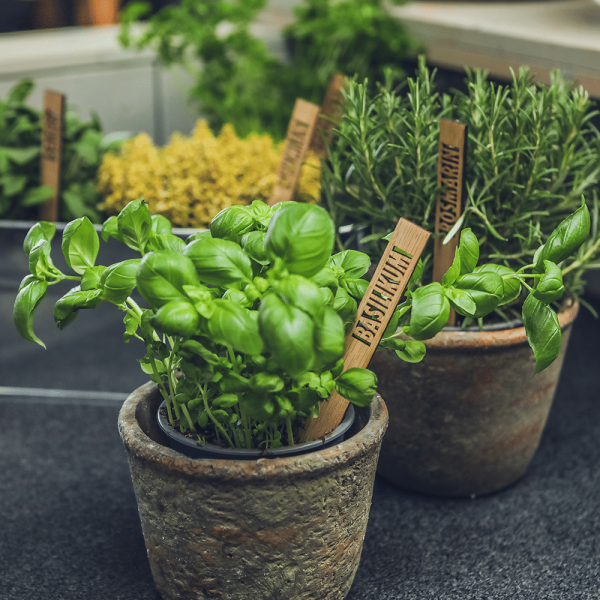 Verschiedene Kräuterschilder aus Holz stecken in Kräutertöpfen.